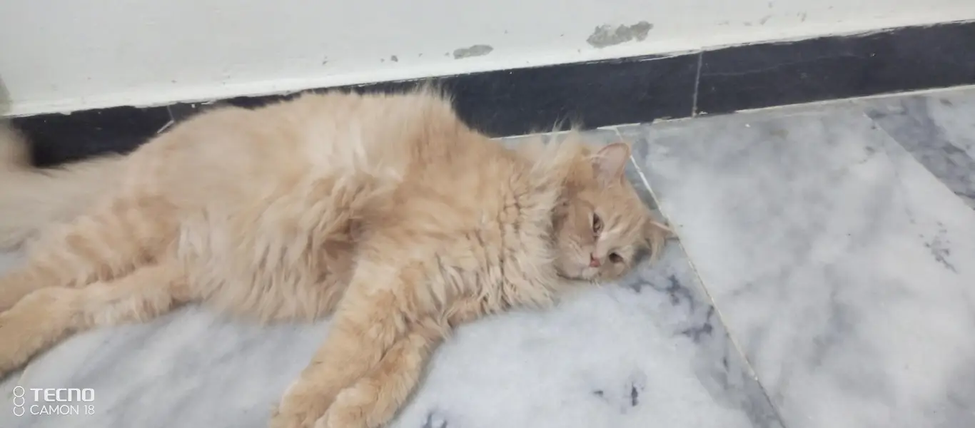 Beautiful Semi-Punch Persian Male Cat – 1.8 Years | V — photo 2