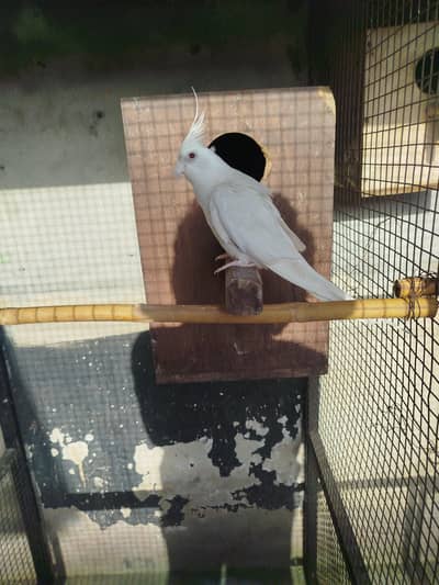 ino red eye male