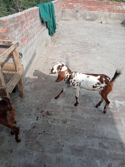 kodo nasal Bakra bakri pair