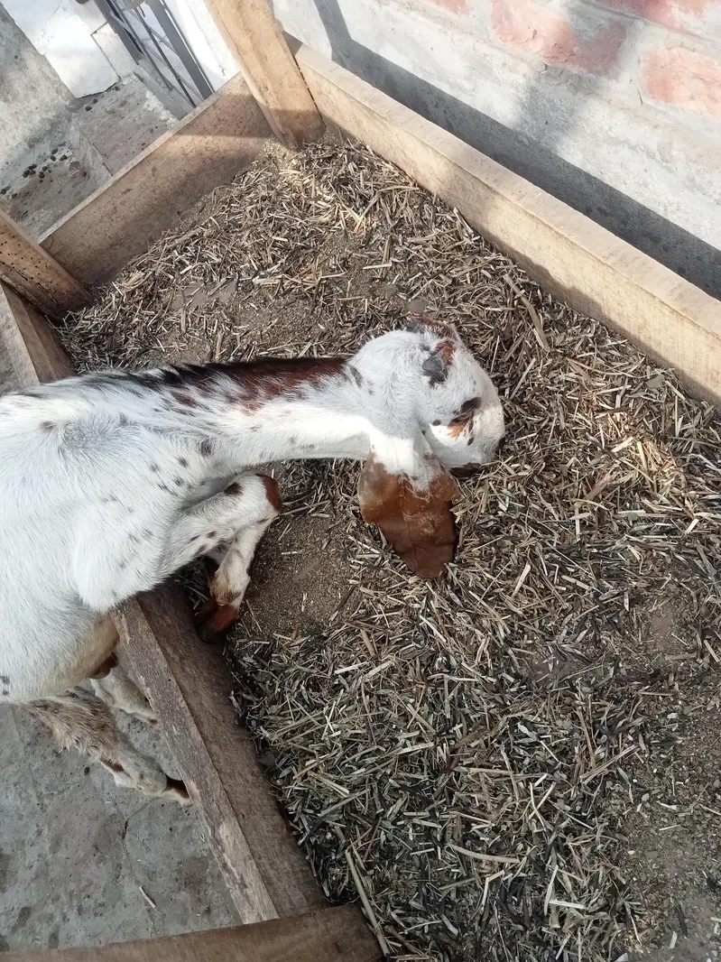 kodo nasal Bakra bakri pair — photo 2