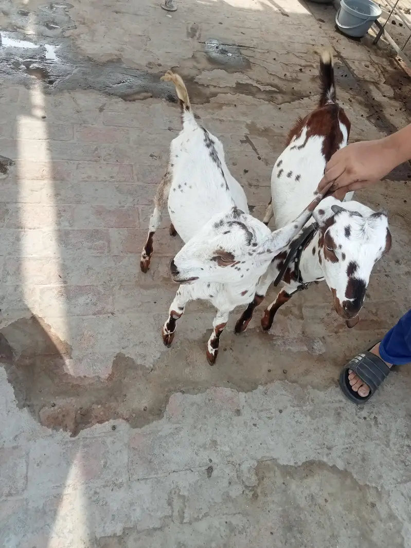 kodo nasal Bakra bakri pair — photo 3