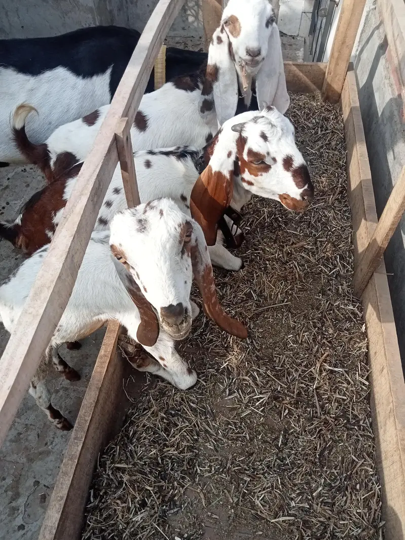 kodo nasal Bakra bakri pair — photo 4