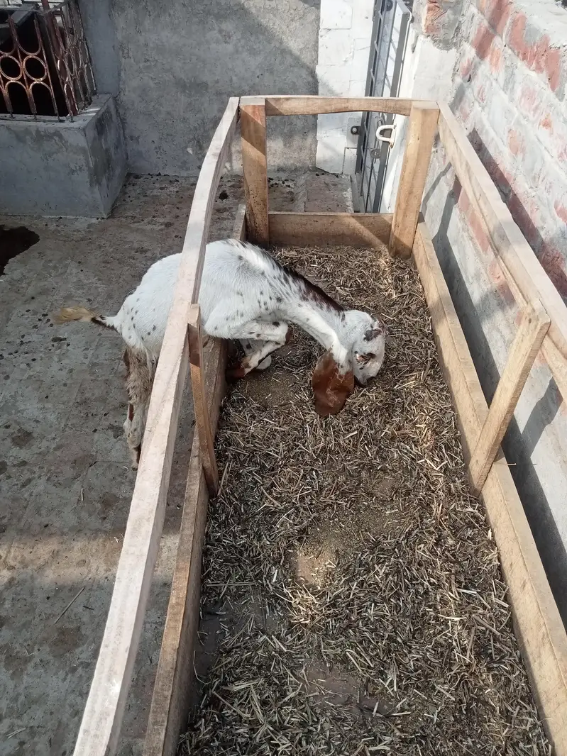 kodo nasal Bakra bakri pair — photo 5