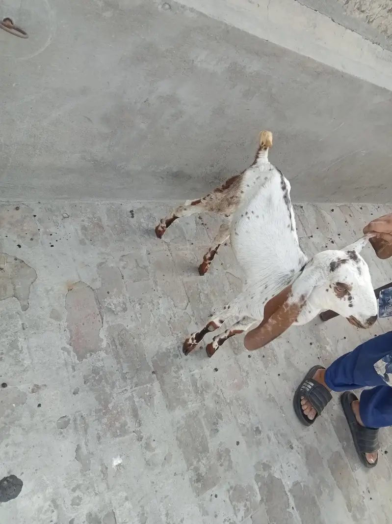 kodo nasal Bakra bakri pair — photo 6