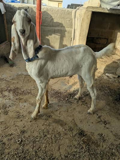 tapra bakra hai