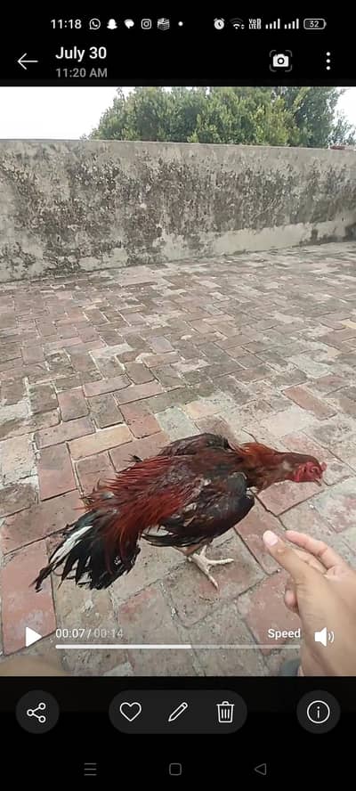 pakistani aseel Thai aseel mianwali aseel best aseel