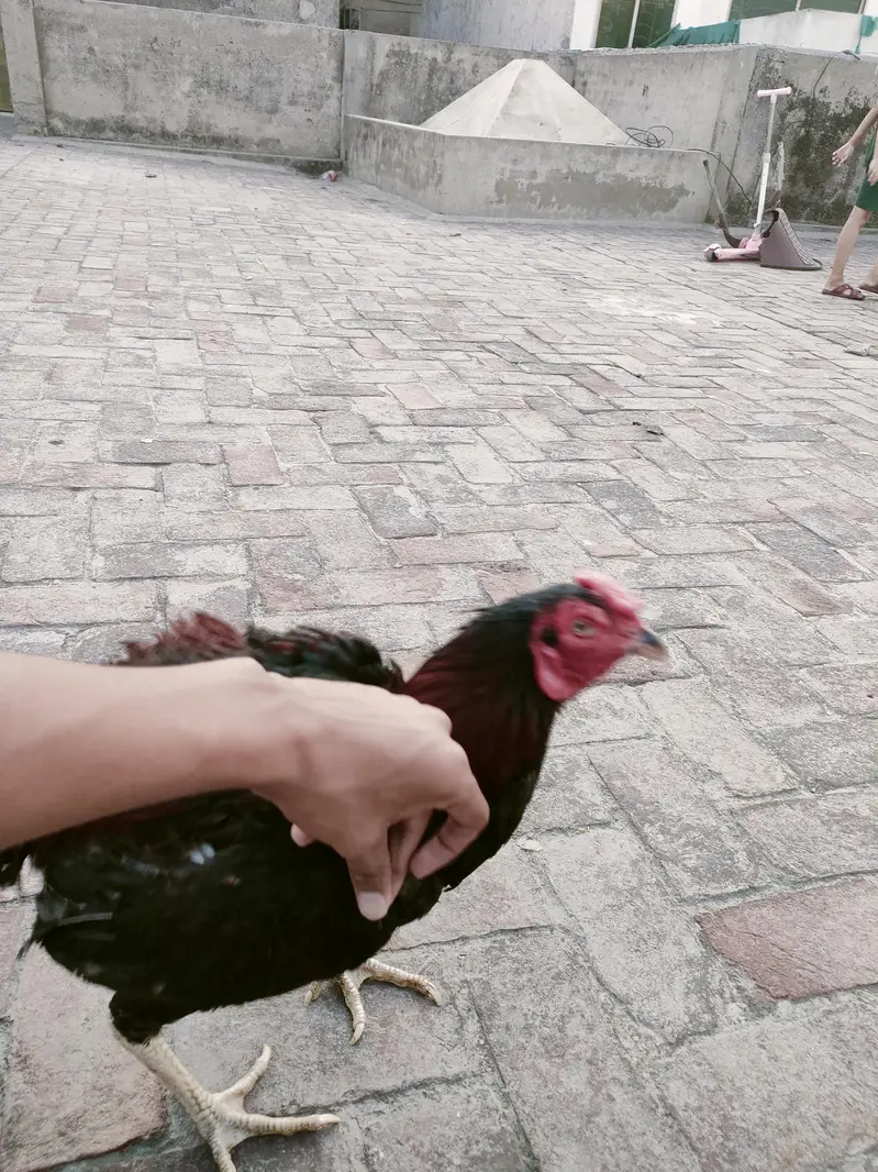 pakistani aseel Thai aseel mianwali aseel best aseel — photo 8