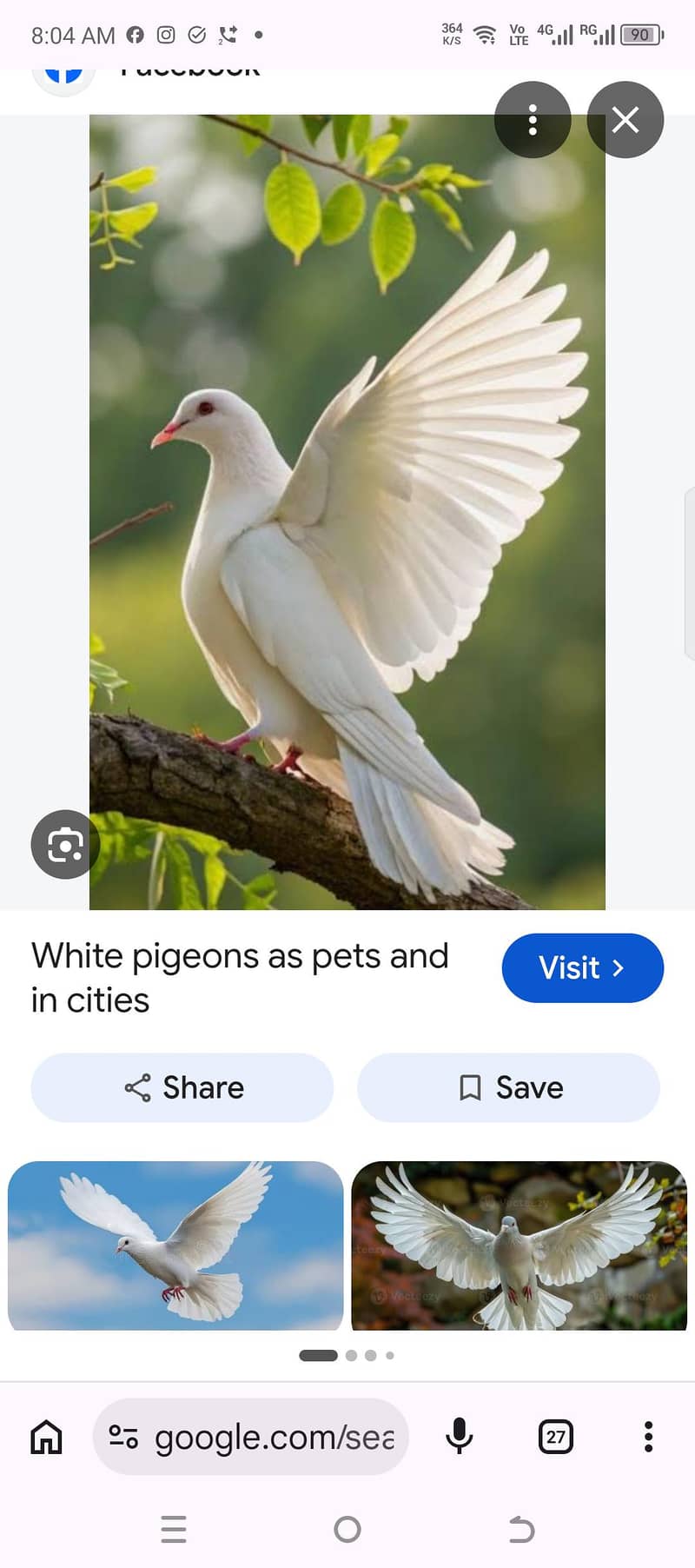 Pigeon 0