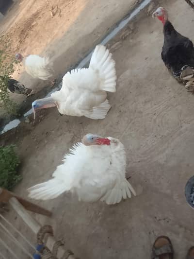 `Pure White Turkey Breeder Birds For Sale - Jhang | Ghar Ke Palay Hue`