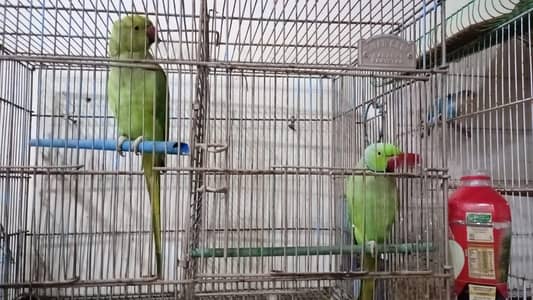 green ringneck face to face semi tamed  and more parrots
