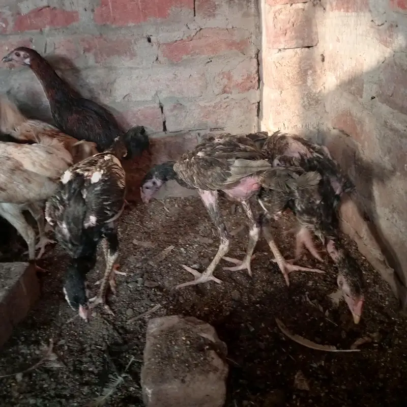 aseel pathy pathiyan — photo 2