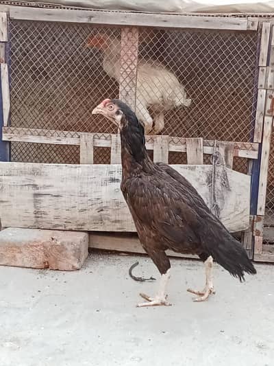 اصیل مرغیاں
