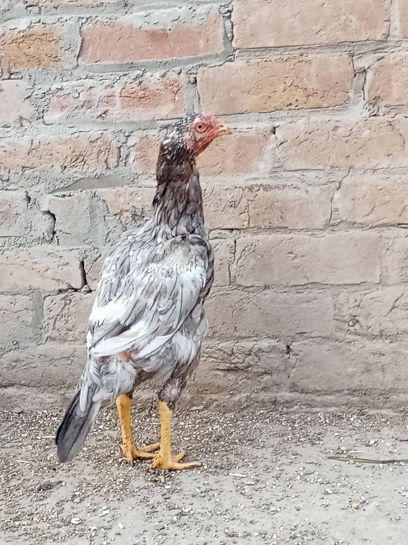 اصیل مرغیاں 1