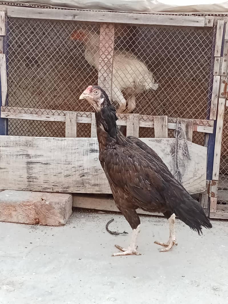 اصیل مرغیاں 2