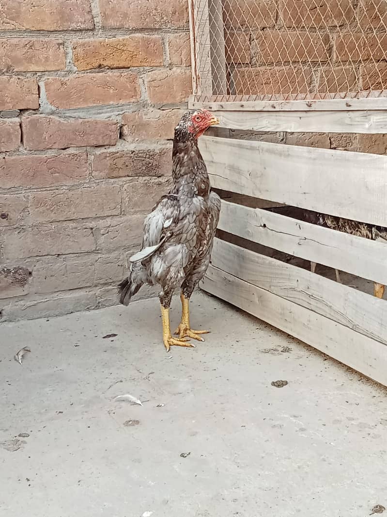 اصیل مرغیاں 3