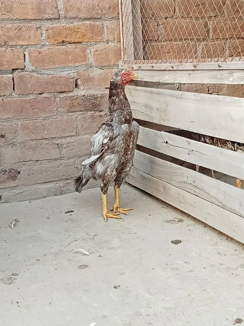 اصیل مرغیاں — photo 4