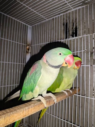 raw parrot
