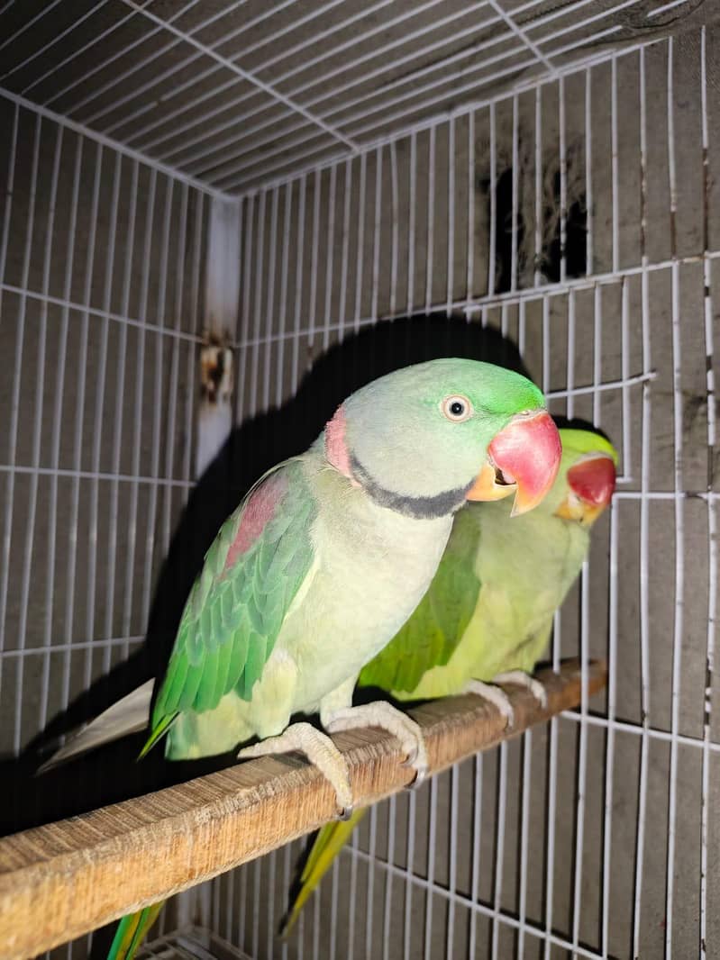 raw parrot 0
