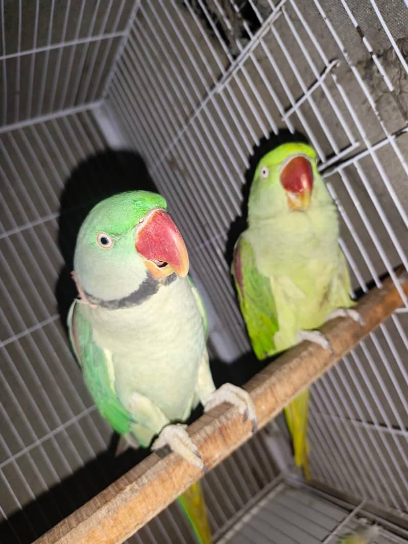 raw parrot 1
