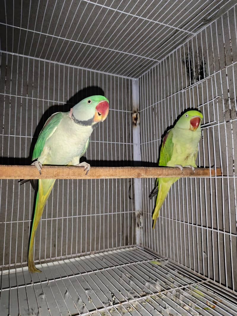 raw parrot 2