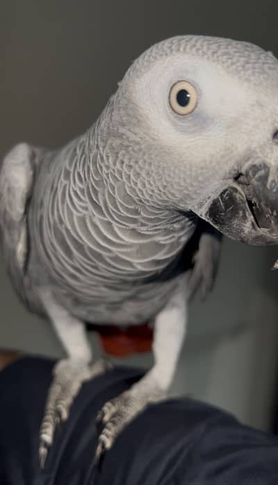 Affrican grey Male 5+ years Tamed Bird