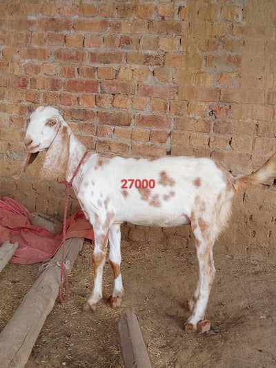Dasi Bakriya for sale