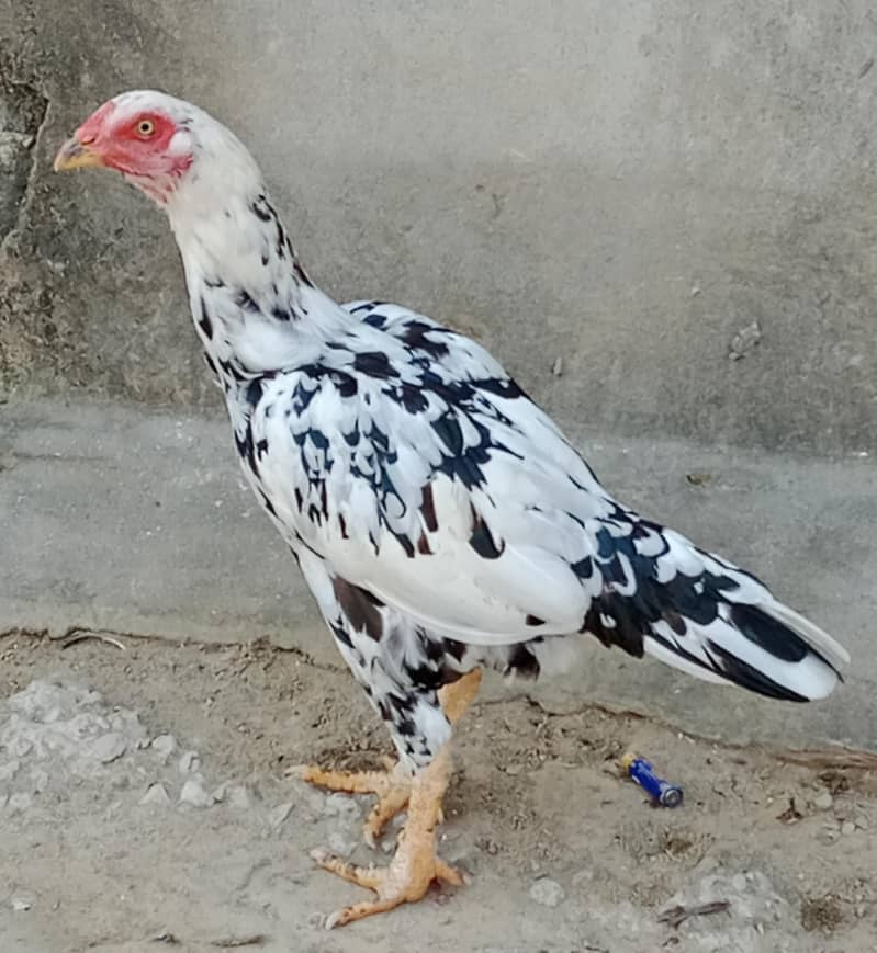 aseel hen 0
