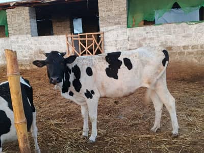 cows fresian 5 piece watsap 03418360089