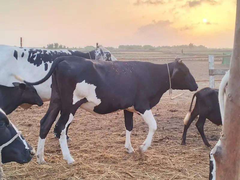 cows fresian 5 piece watsap 03418360089 — photo 2