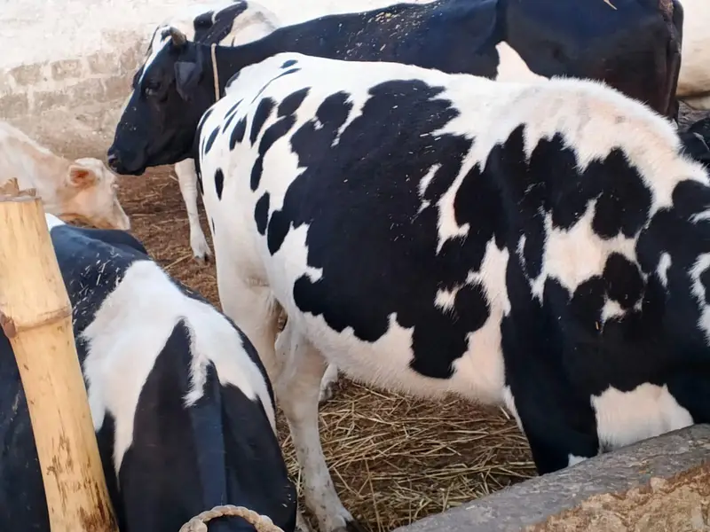 cows fresian 5 piece watsap 03418360089 — photo 3