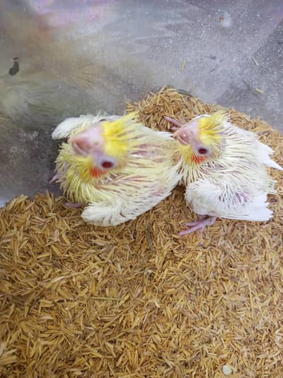 cockatiel chiks