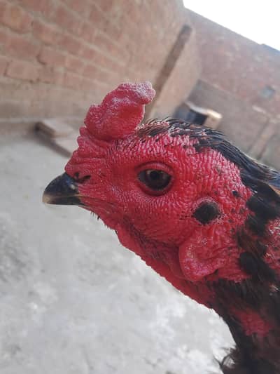 breader pkoya black eye  male