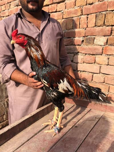 Aseel Miyanwali Lakha Mushka/cheena Murga
