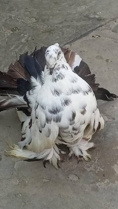 breeder Amarcan male or frill back pair 0312/496/21/95 call or WhatsAp