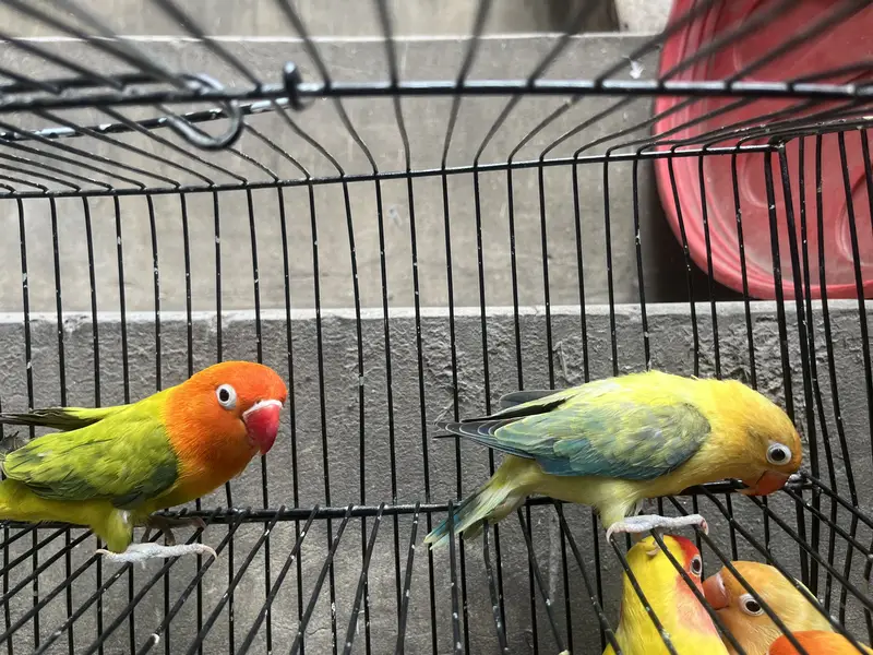 Lotino pasnata breeder pair — photo 4