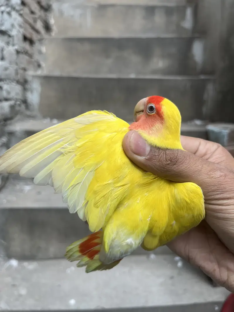 Lotino pasnata breeder pair — photo 7