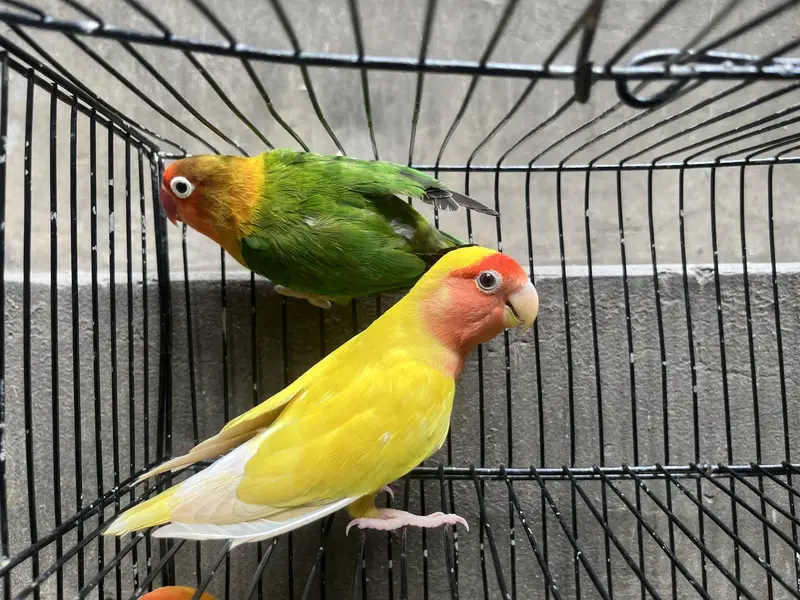 Lotino pasnata breeder pair — photo 9