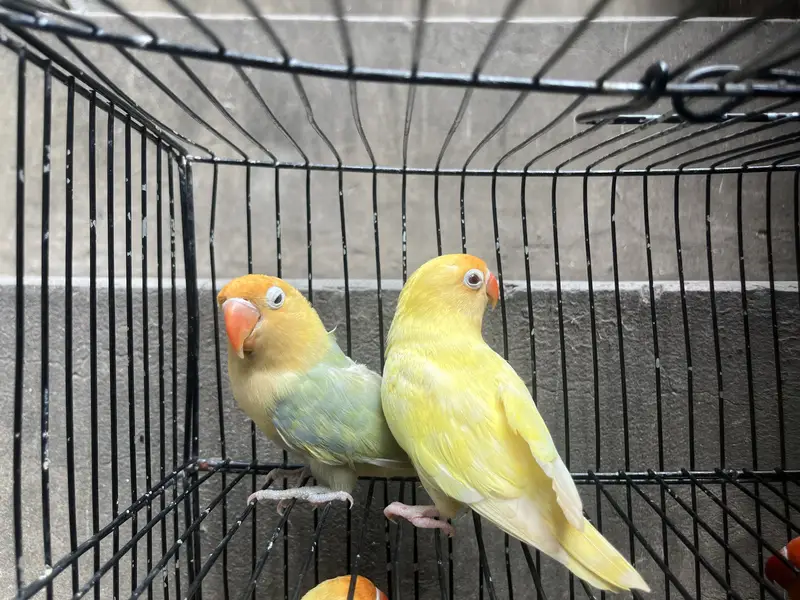 Lotino pasnata breeder pair — photo 10