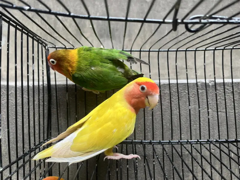 Lotino pasnata breeder pair — photo 11
