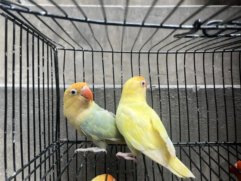 Lotino pasnata breeder pair — photo 12