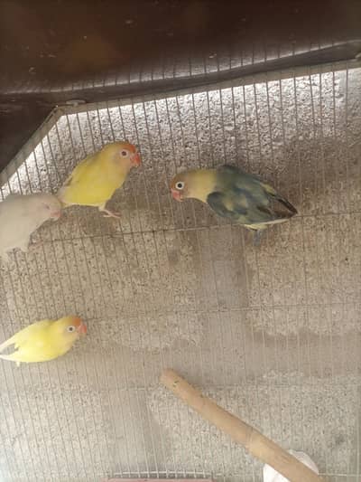 4 male he breeder