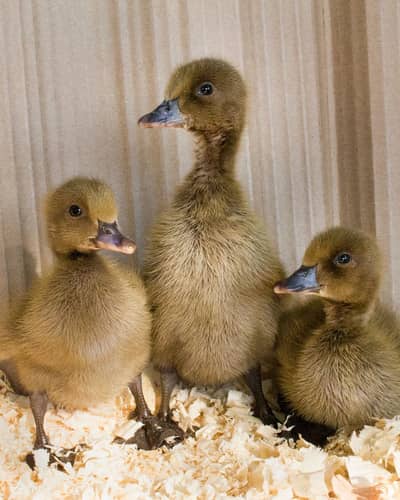 Khaki cambell chicks for sale