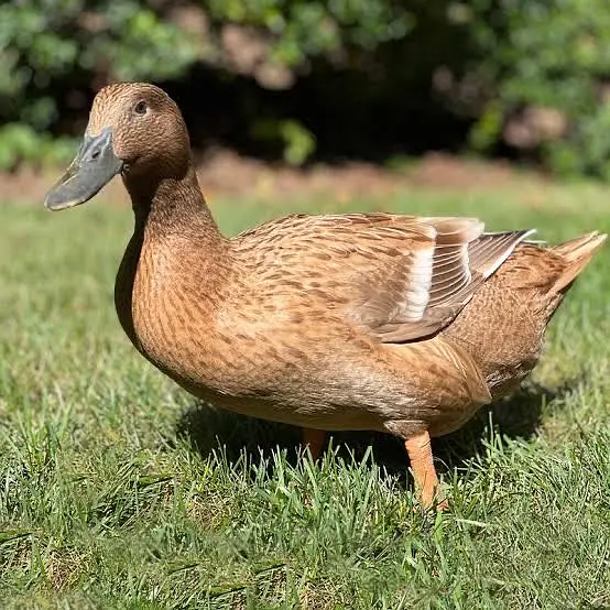 Khaki cambell chicks for sale — photo 2