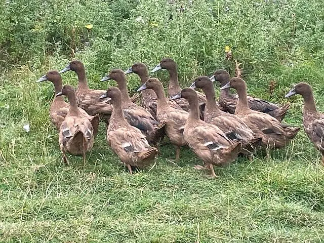 Khaki cambell chicks for sale — photo 3