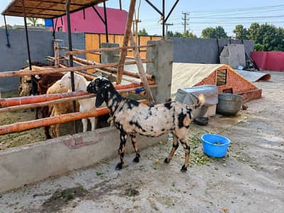 makhi cheeni aur shera Bakra