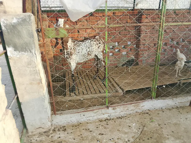 makhi cheeni aur shera Bakra — photo 2