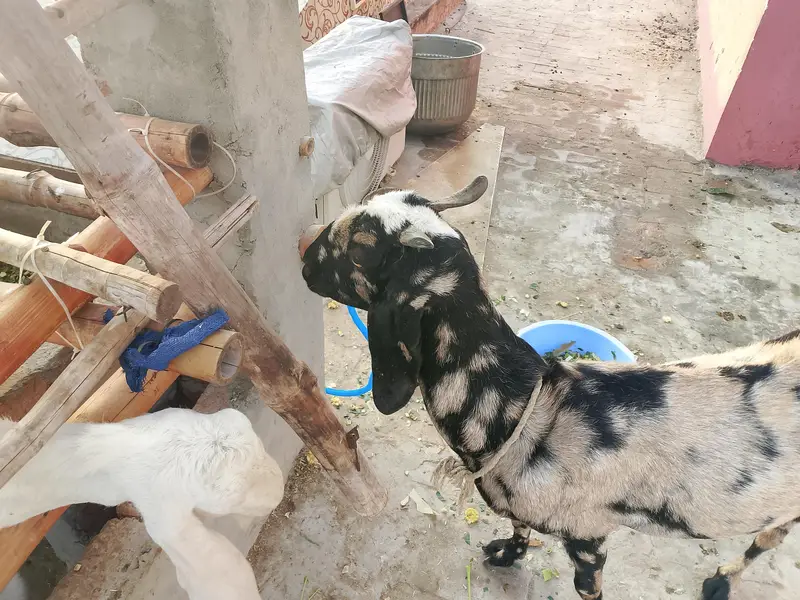 makhi cheeni aur shera Bakra — photo 3