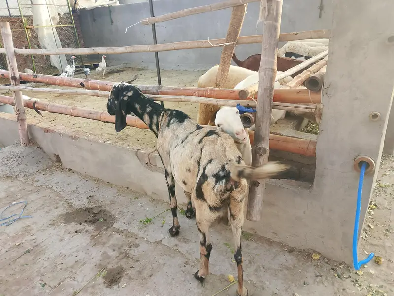 makhi cheeni aur shera Bakra — photo 4