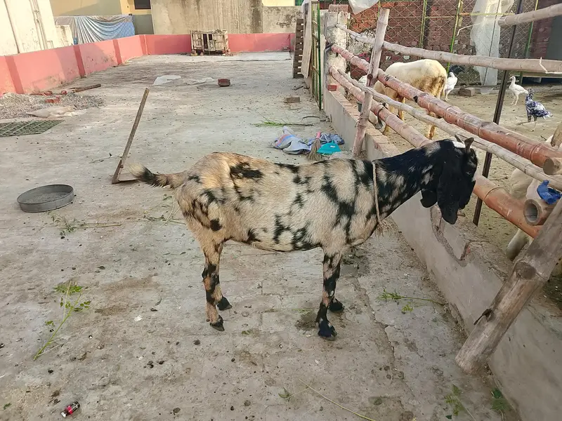 makhi cheeni aur shera Bakra — photo 5