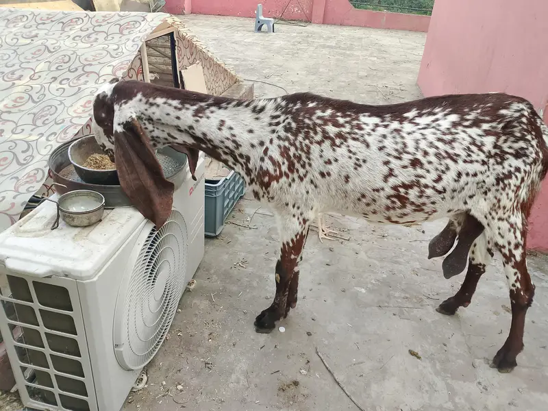 makhi cheeni aur shera Bakra — photo 6